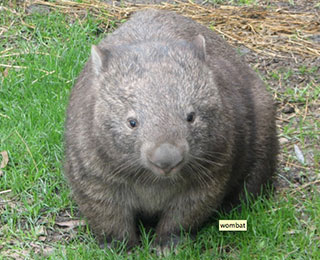 Merimbula holiday accomodation